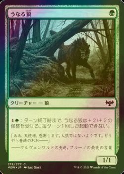 画像1: [FOIL] うなる狼/Snarling Wolf 【日本語版】 [VOW-緑C]