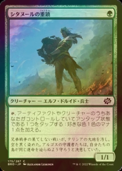 画像1: [FOIL] シタヌールの重鎮/Citanul Stalwart 【日本語版】 [BRO-緑C] (1)